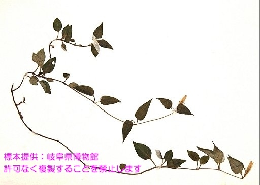 写真を拡大表示します