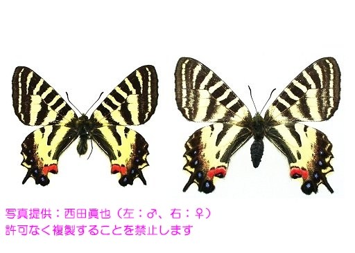 写真を拡大表示します 写真を拡大表示します