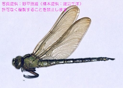 写真を拡大表示します 写真を拡大表示します