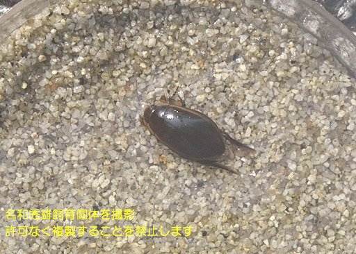 写真を拡大表示します 写真を拡大表示します