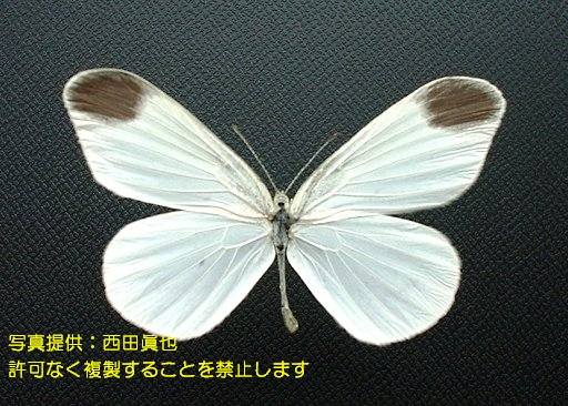 写真を拡大表示します 写真を拡大表示します
