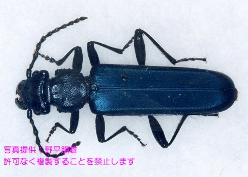 写真を拡大表示します
