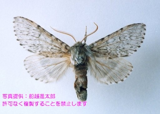 写真を拡大表示します