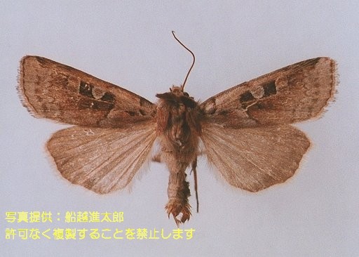 写真を拡大表示します