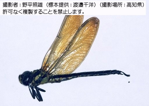 写真を拡大表示します 写真を拡大表示します