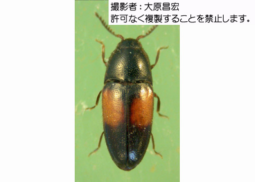 写真を拡大表示します 写真を拡大表示します