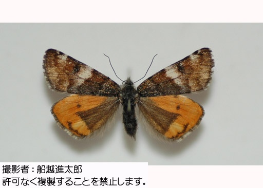 写真を拡大表示します 写真を拡大表示します