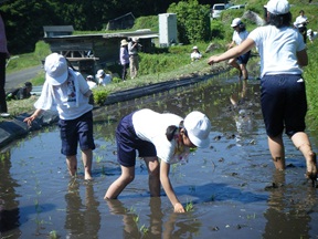 田植え