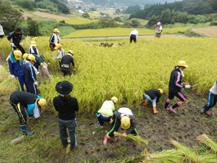 稲刈り