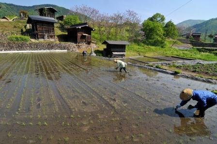 田植え